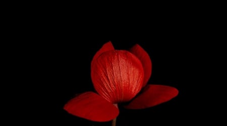 Red Splendor - macro, flowers, petal, red