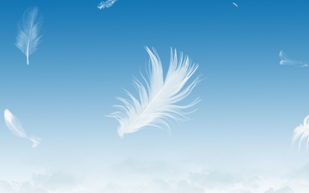 Little white feathers - feather, white, summer, sky, sun, blue