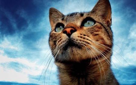 Cat - sky, cat, blue, eyes, animal, summer