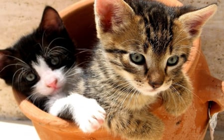 Kittens - pot, animal, playing, cute, kitten, cat