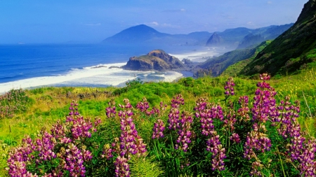 Ocean landscape - ocean, beach, water, summer, meadow, shore, lovely, coast, rocks, waves, view, pretty, beautiful, flowers, grass, lupine