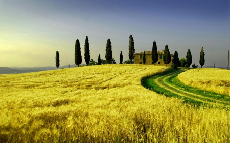 Yellow Fields - nature, fields, sky, yellow