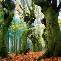 Fairytale Trees, Dalfsen