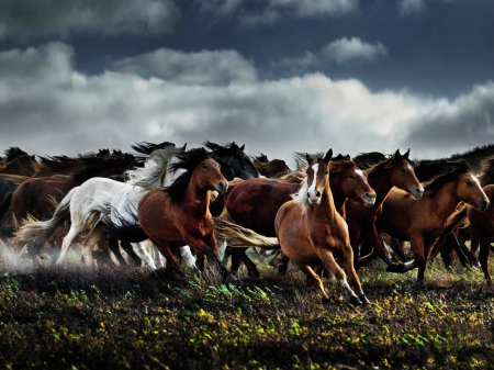 Wild Spirits Gentle Hearts - Horses & Animals Background Wallpapers on ...