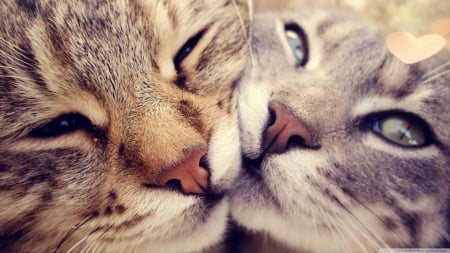 Cat Love - popular, cats, new, wallpaper