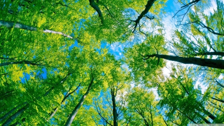 Looking Up II - nature, wallpaper, trees, new