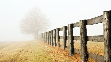 Country Autumn Morning - fog, road, fence, rustic, tree, fall, trail, autumn, mist, country, farm