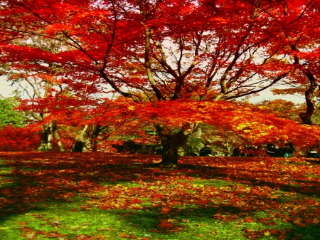 AUTUMN PARK - leaves, tree, nature, park, autumn