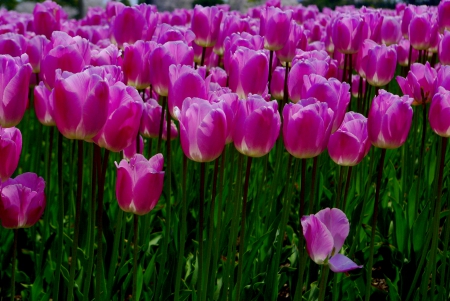 TULIPS - tulips, field, garden, pink