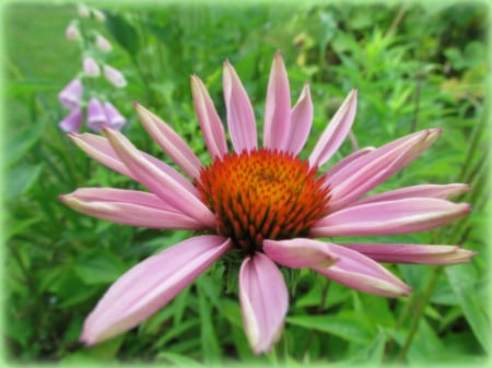 Pink and green - echinae, summer, green, beautiful