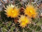 Cactus Flower