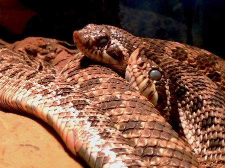 Western Hognose