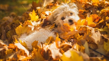 Fall Puppy Fun - autumn, puppy, pet, pup, lost, fall, dog, leaves, animal, cute