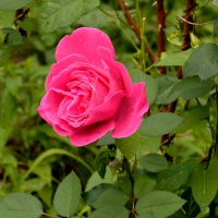 Pink Macro Rose