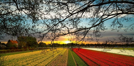 Morning Light - branches, farm, sky, tulips, field, spring, white, netherlands, yellow, red, beautiful, green, house, flowers, sunrise