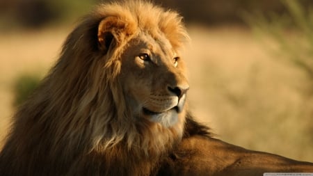 Gorgeous Lion