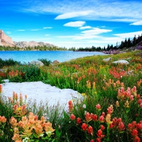 Amethyst Lake Wildflowers