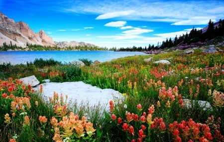 Amethyst Lake Wildflowers - lake, trees, utah, color carpet, mountains, clouds, beautiful, flowers, wildflowers