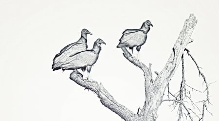 Black Vultures - Eerie, Vulture, Wildlife, Monotone, Drawing