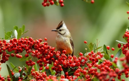 Bird On Branch - berries, bird, branch, red