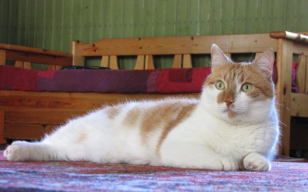 Mr Willie - nice, lovely, cozy, ginger