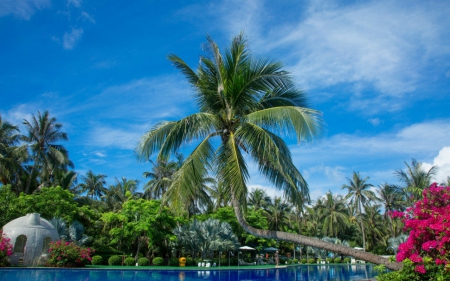 Beautiful scenery - sky, tree, nature, pool