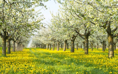 Spring morning - meadow, flowers, spring, trees, nature