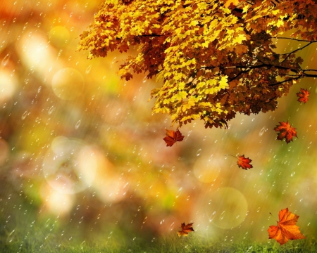 Rainy Autumn - bokeh, leaf, nature, autumn