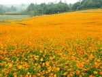 Flower field