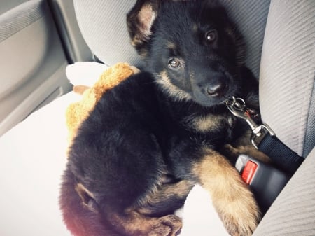 German shepherd - puppy, animals, lovely, pretty, puppys, beautiful, dog, animal, dogs, sweet, cute