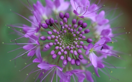 Flower - purple, macro, pink, green, flower