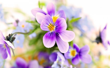 Flowers - purple, yellow, pink, flower, viola