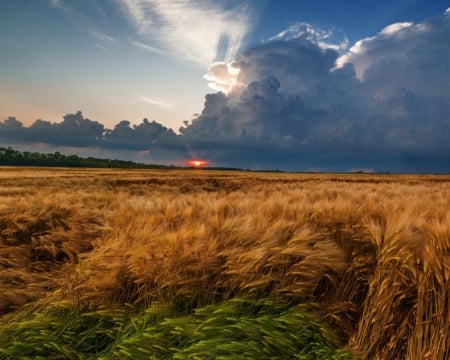 Natures field - field, sky, brown, nature