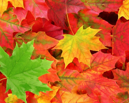 Autumn leaf - leaf, red, green, autumn