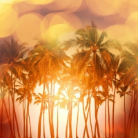 Palm trees