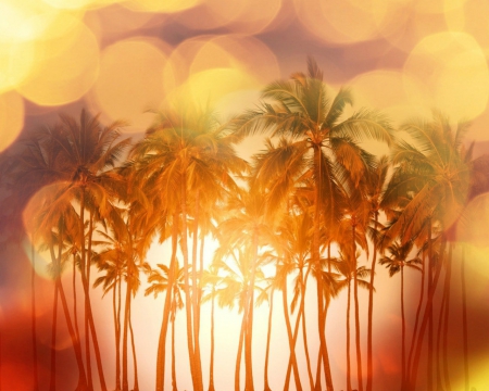 Palm trees - bokeh, palm, trees, gold