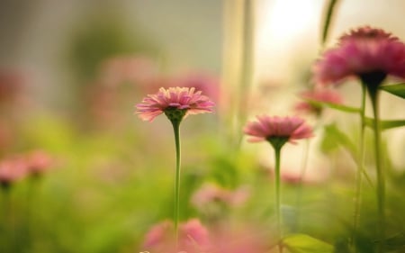 Blooming flowers - bloom, flowers, blur, nature