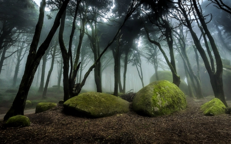 Foggy forest - nature, trees, forest, fog, rocks