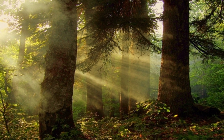 Green forest - nature, rays, forest, trees