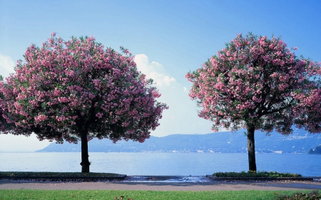 Blooming trees - sky, two, trees, nature