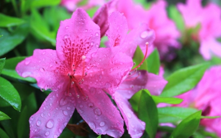 Beautiful flowers - flowers, petals, pink, nature