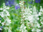 White blooming flowers