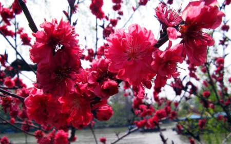 Beautiful flowers - flowers, petals, nature, bloom