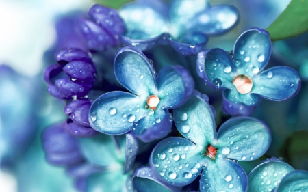 Beautiful flowers - nature, flowers, blue, petals