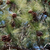 Cones on a Pine Tree