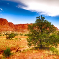 Pine Tree in Utah Wilderness