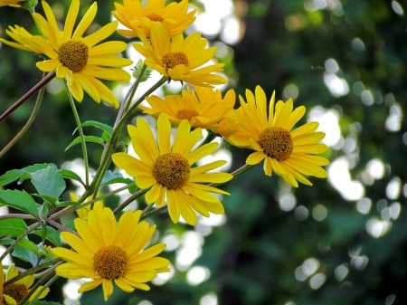 Yellow flower - summer, garden, evening, peaceful