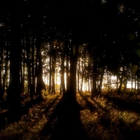 Sunset through Trees