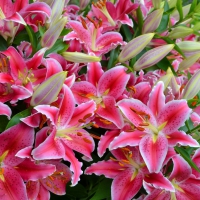 Beautiful Lillies