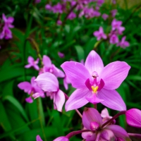 Purple orchids